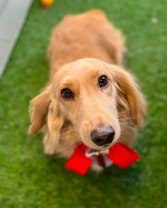 Pets brincando soltos na área interna da Aris