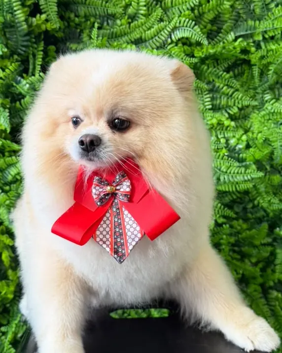 Cão tosado e cheiroso após o banho