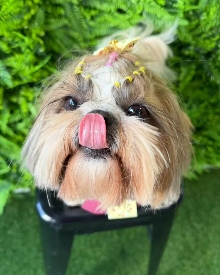 Resultado da tosa em um Shih Tzu