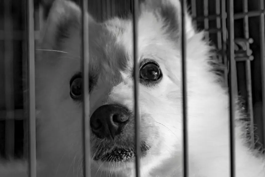 Cachorro preso e triste dentro de uma gaiola